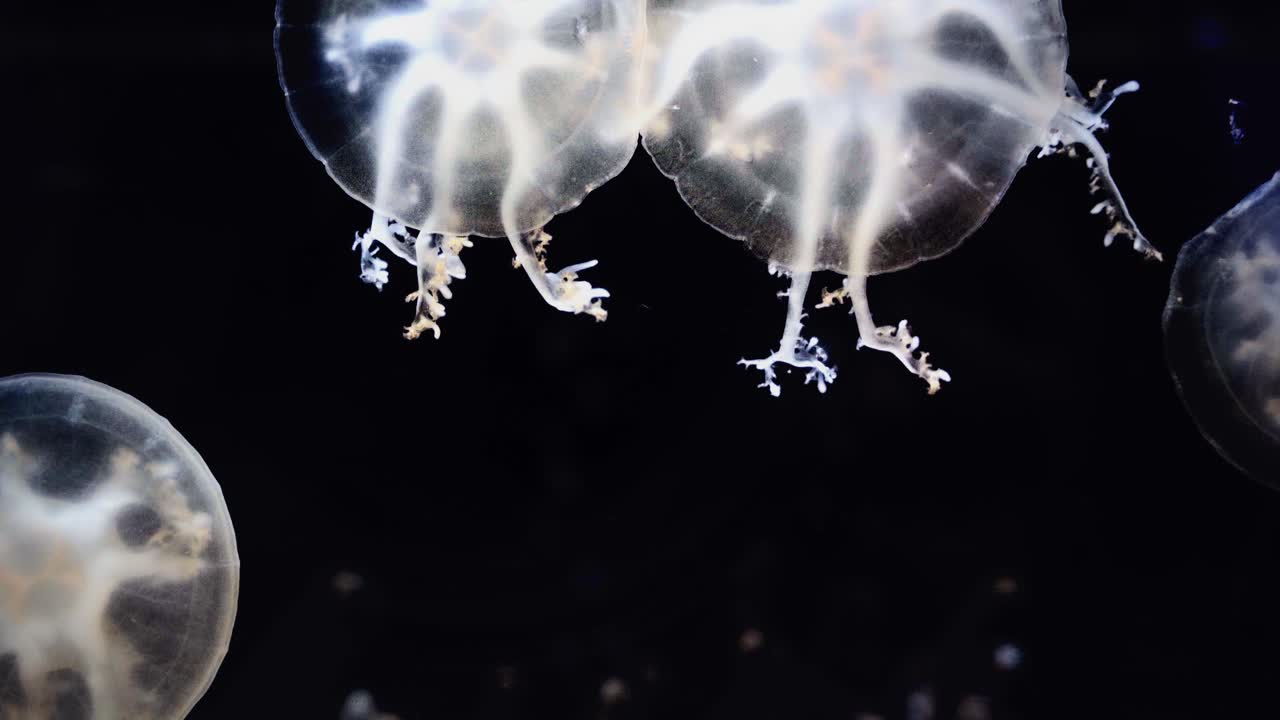 Ekstremt nærbillede af flere månejellyfish, der rytmisk pulserer deres gennemsigtige klokker mod en kulsort baggrund, en fredfyldt og hypnotisk filmisk stemning i Aquaria KLCC Akvarium.