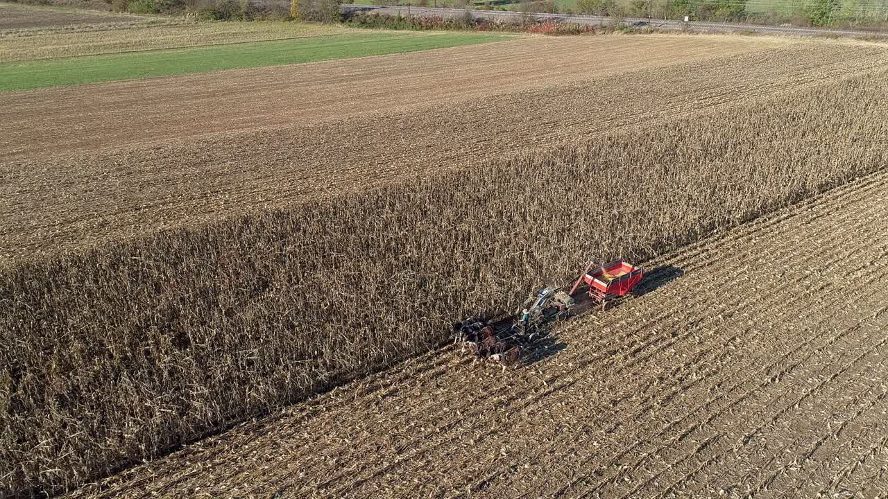 vista aérea de un granjero amish cosechando su cosecha de otoño de maíz con cinco caballos tirando de su cosechadora en un soleado día de otoño