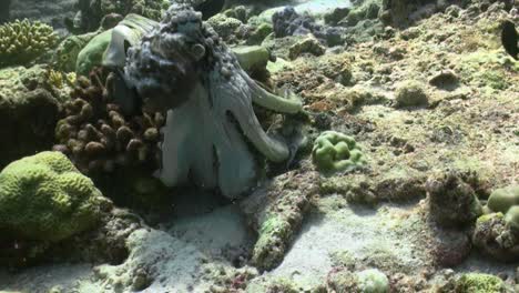 el pulpo se mueve de un bloque de coral al siguiente, jala su cuerpo sobre el coral