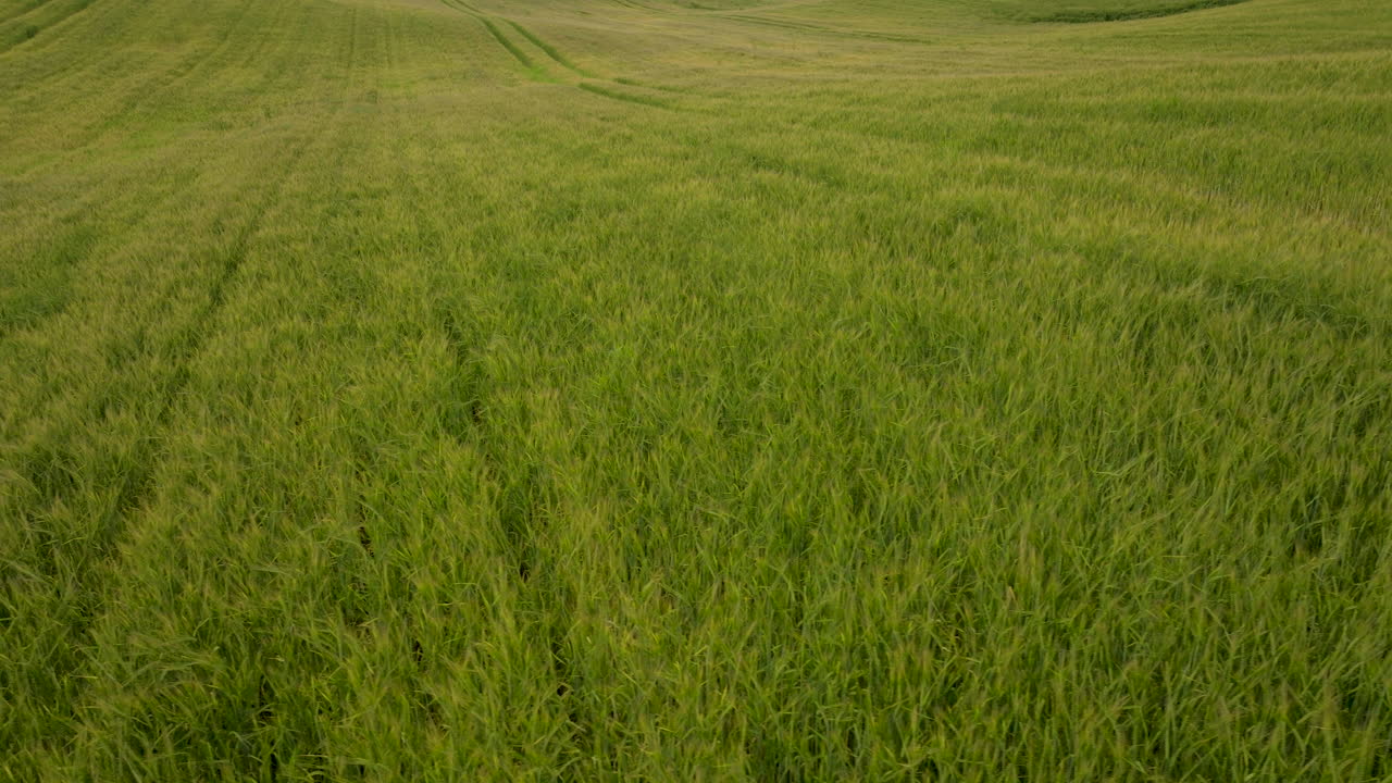 hileras de campo de hierba de trigo en vastas tierras agrícolas rurales