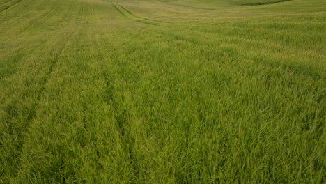 hileras de campo de hierba de trigo en vastas tierras agrícolas rurales