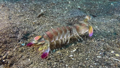 pink-eared mantis shrimp outside its burrow