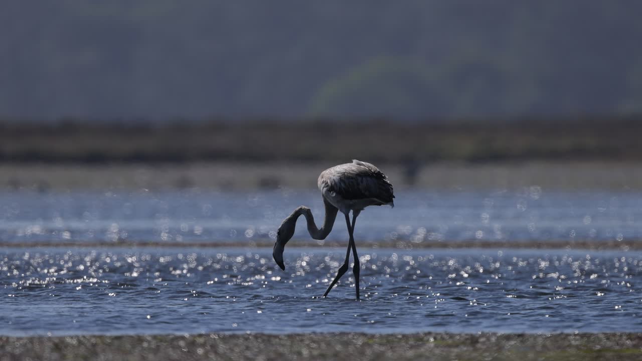Flamingo searching for food in a lake Slow motion