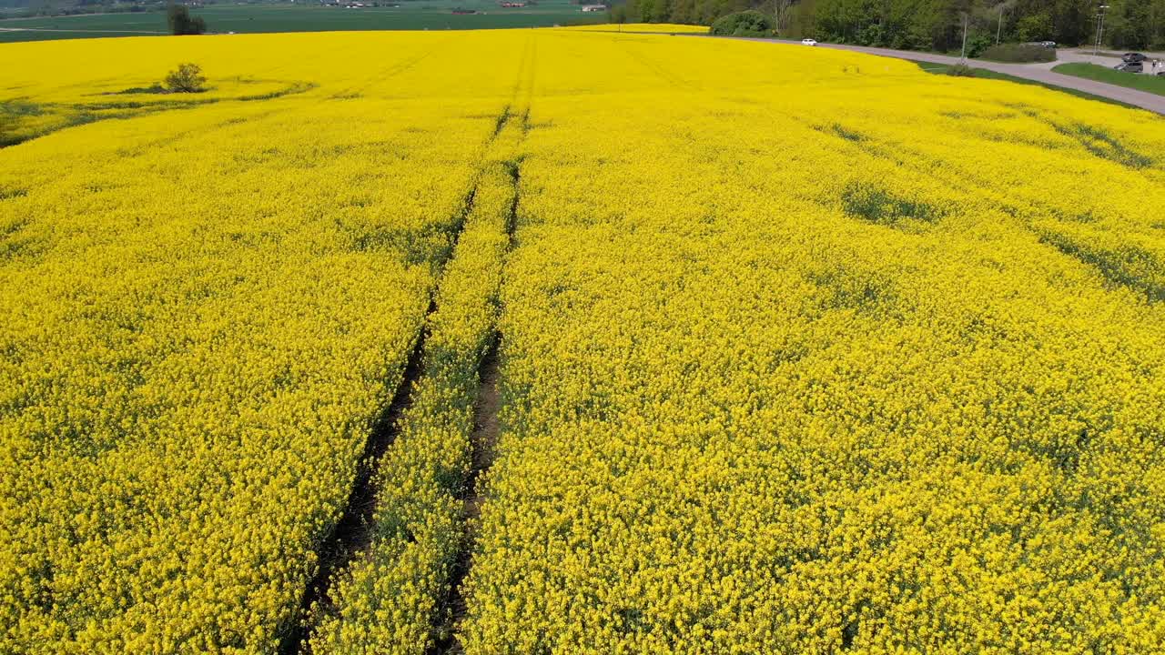 스웨덴 농지에서 자라는 아름다운 노란색 작물의 트랙터 트랙을 따라 위에서 유채 드론 영상