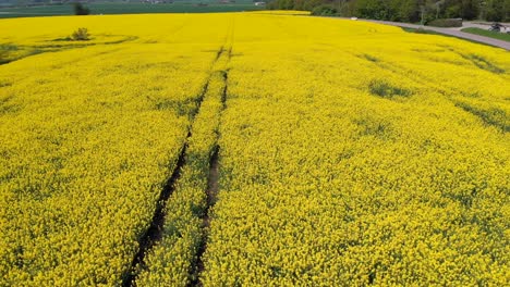 rapeseed drone footage from above following tractor tracks of beautiful yellow crops growing in the farmlands of sweden