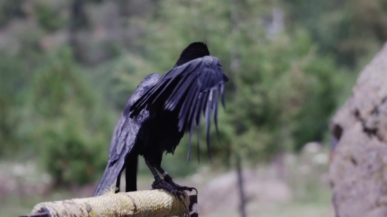 Close-up of a black crow in a medieval festival setting. Nightmare concept. Mexico.