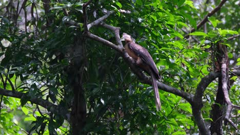 Cálao-Marrón-De-Austen,-Anorrhinus-Austeni,-Parque-Nacional-De-Khao-Yai