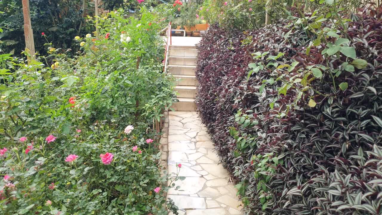 카메론 하이랜드 말레이시아의 아름다운 꽃과 풀