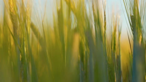 trucking shot between golden wheat field growing with crops and seed at sunset - close up macro