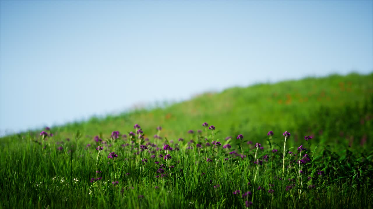 푸른 하늘 아래 초록색 신선한 풀 ⁇