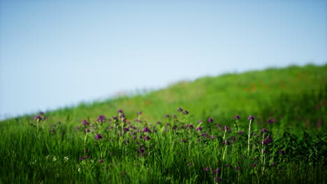 feld von grünem frischem gras unter blauem himmel