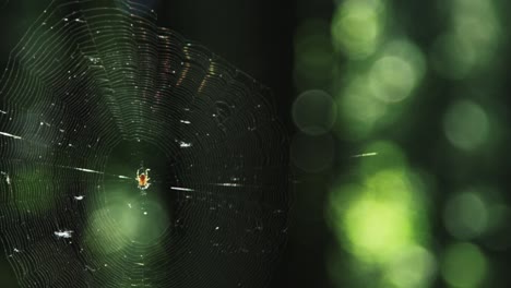 araña en una red en el bosque