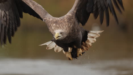 sea eagle hunting