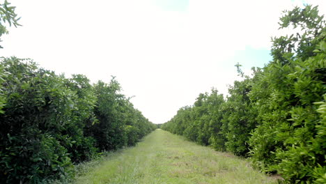 aerial video of oranges field