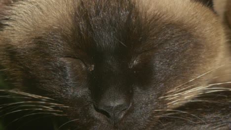 siamese cat sleeping macro