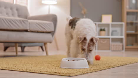 el fox terrier de alambre come comida para perros