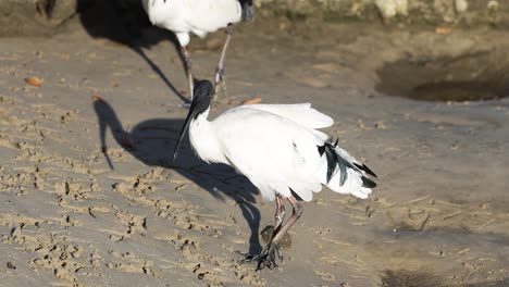 ibis-vögel auf der suche nach nahrung am sandstrand