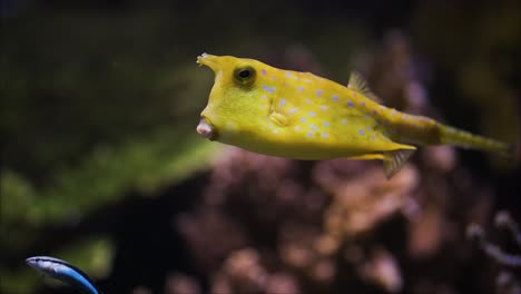 longhorn cowfish swimming slowly in a aquatic landscape, close up tracking shot