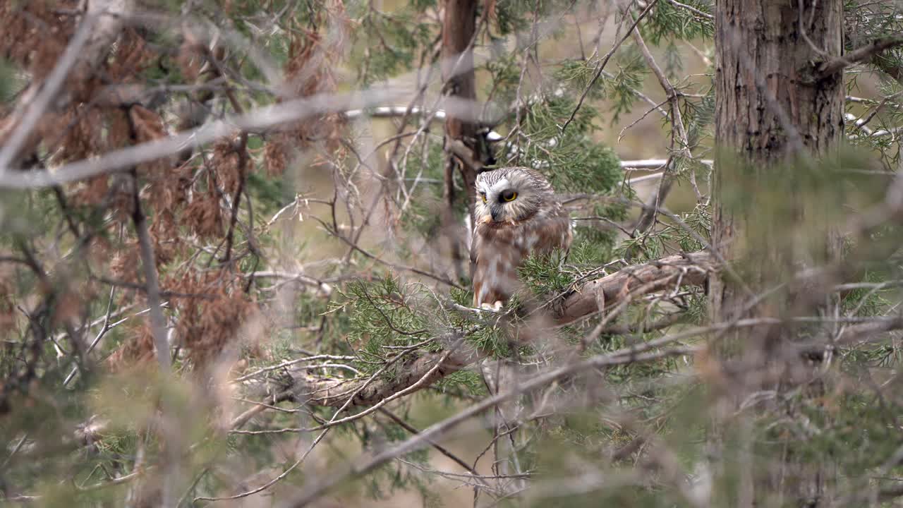 un búho de sierra del norte mira a su alrededor, manteniendo un ojo abierto para los depredadores, mientras guarda un ratón capturado previamente