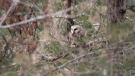 A-northern-saw-whet-owl-looks-around,-keeping-an-eye-out-for-predators,-while-guarding-a-mouse-previously-caught