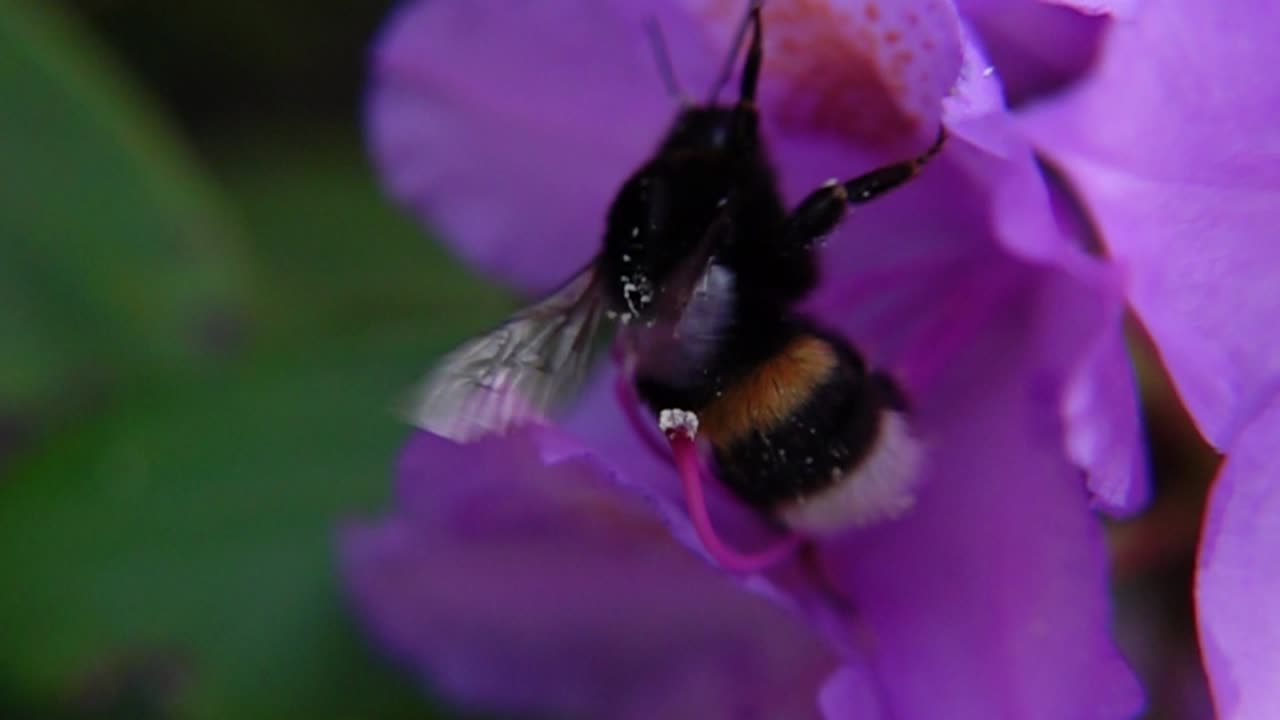 Bumblebee Collecting Nectar On Beautiful Purple Flower