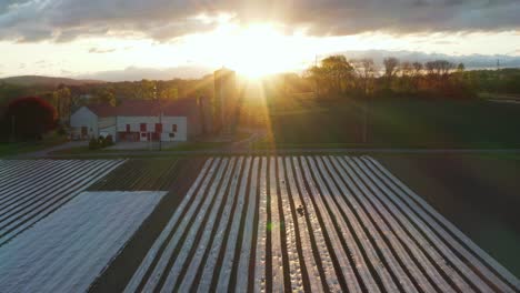 rows of plastic cover tender vegetable produce farm in usa