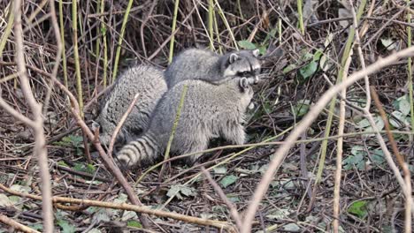 Handheld-of-three-raccoons-sitting-together-on-the-ground-searching-for-food-and-eating-surrounded-by-foliage-in-a-park-at-daytime