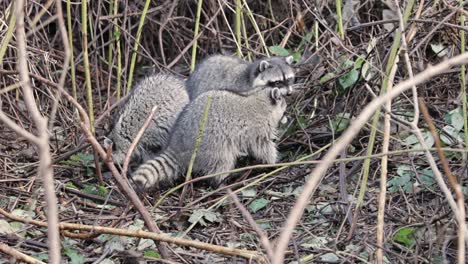 mano de tres mapaches sentados juntos en el suelo buscando comida y comiendo rodeados de follaje en un parque durante el día