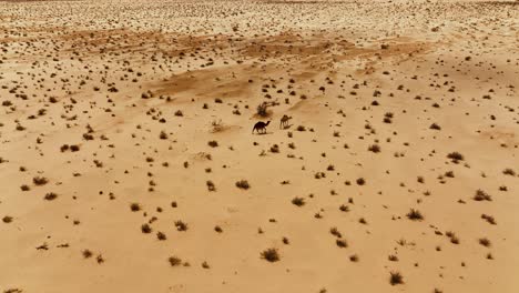 the drone is following two wilde camels that are walking through the sahara desert in tunisia aerial footage 4k