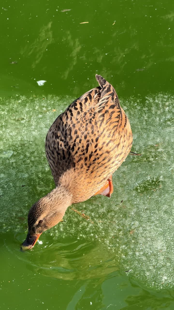 Anatra che cerca cibo nell'acqua verde dello stagno. Un'anatra sta cercando cibo in acqua verde torbida, cercando cibo tra le alghe e i detriti sulla superficie.