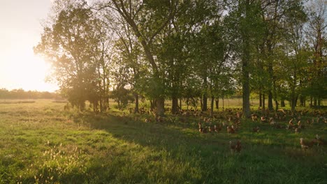 wide establishing shot of large flock of free range chickens grazing in tree filled pasture during golden hour sunset in slow motion