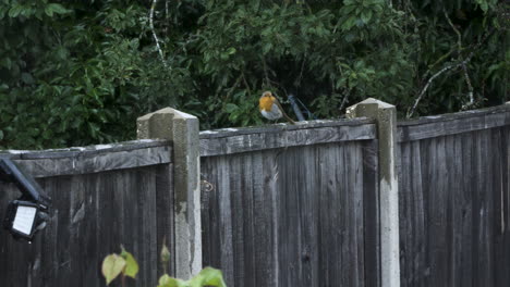 small red breasted robin bird perched on garden fence as its raining