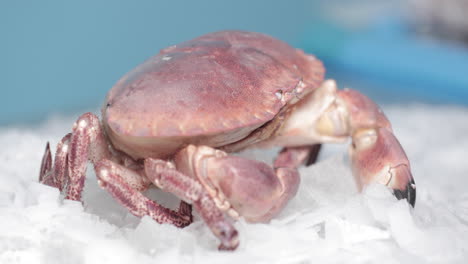 live crab crawls on ice with blue background