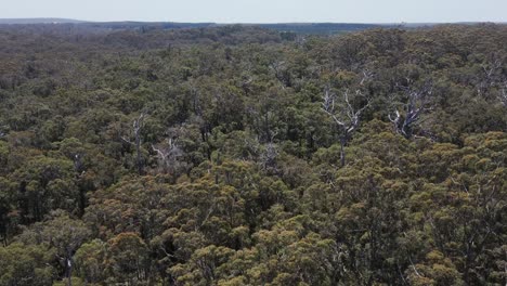 Una-Toma-Aérea-Dinámica-De-árboles-Altos-En-Un-Bosque-Primario