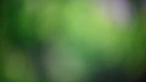abstract blurred background with vibrant green hues