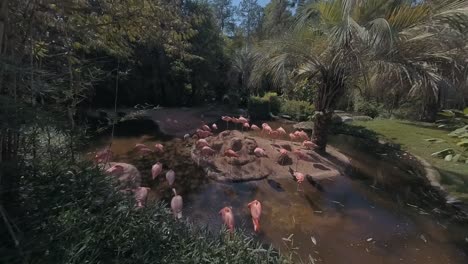 pink flock of flamingos in a pond