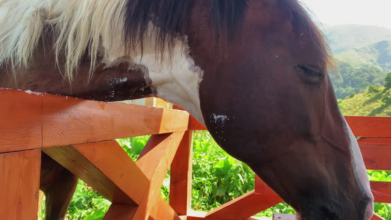 brown horse eats hay, horses are herbivorous animals, white-maned horse