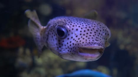 Pez-Puercoespín-Manchado-(diodon-Hystrix),-También-Conocido-Como-Pez-Puercoespín-Manchado