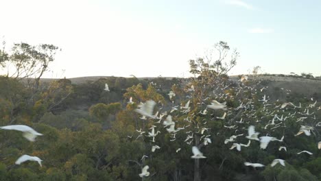 cacatuas volando en grandes grupos alrededor de los árboles al atardecer