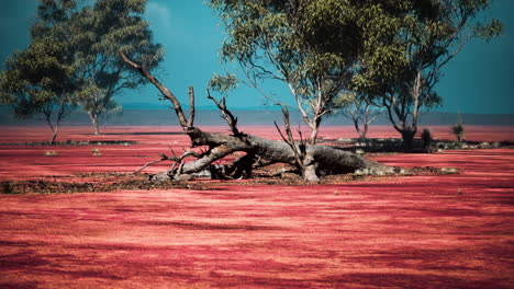 african landscape with a acacia trees