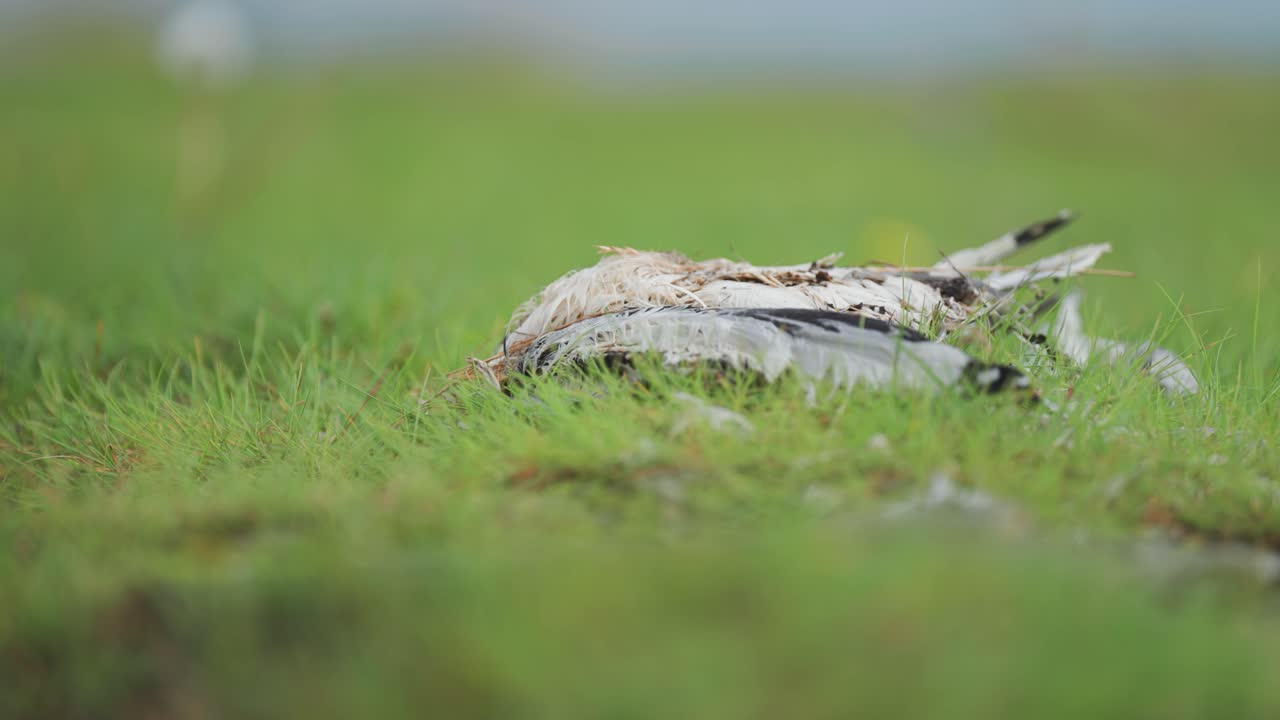 울창한 초록 잔디 위에 부패하는 새 사체