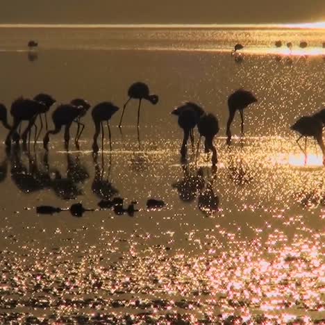 beautiful footage of pink flamingos in early morning light on lake nakuru kenya 16
