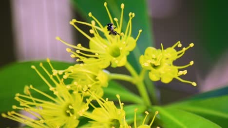 australian black bee climbs over yellow flower, collecting pollen