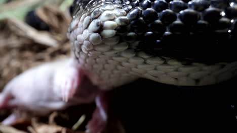 Black-rat-snake-reptile-eating-mouse