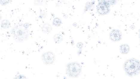 blue fluffy silhouettes of dandelion seeds flying and circling in the wind on a white background. looped animation.