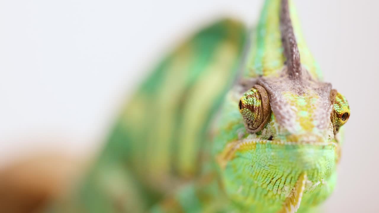 A veiled chameleon is observed in close-up, showcasing its vibrant colors and unique features in a well-lit environment