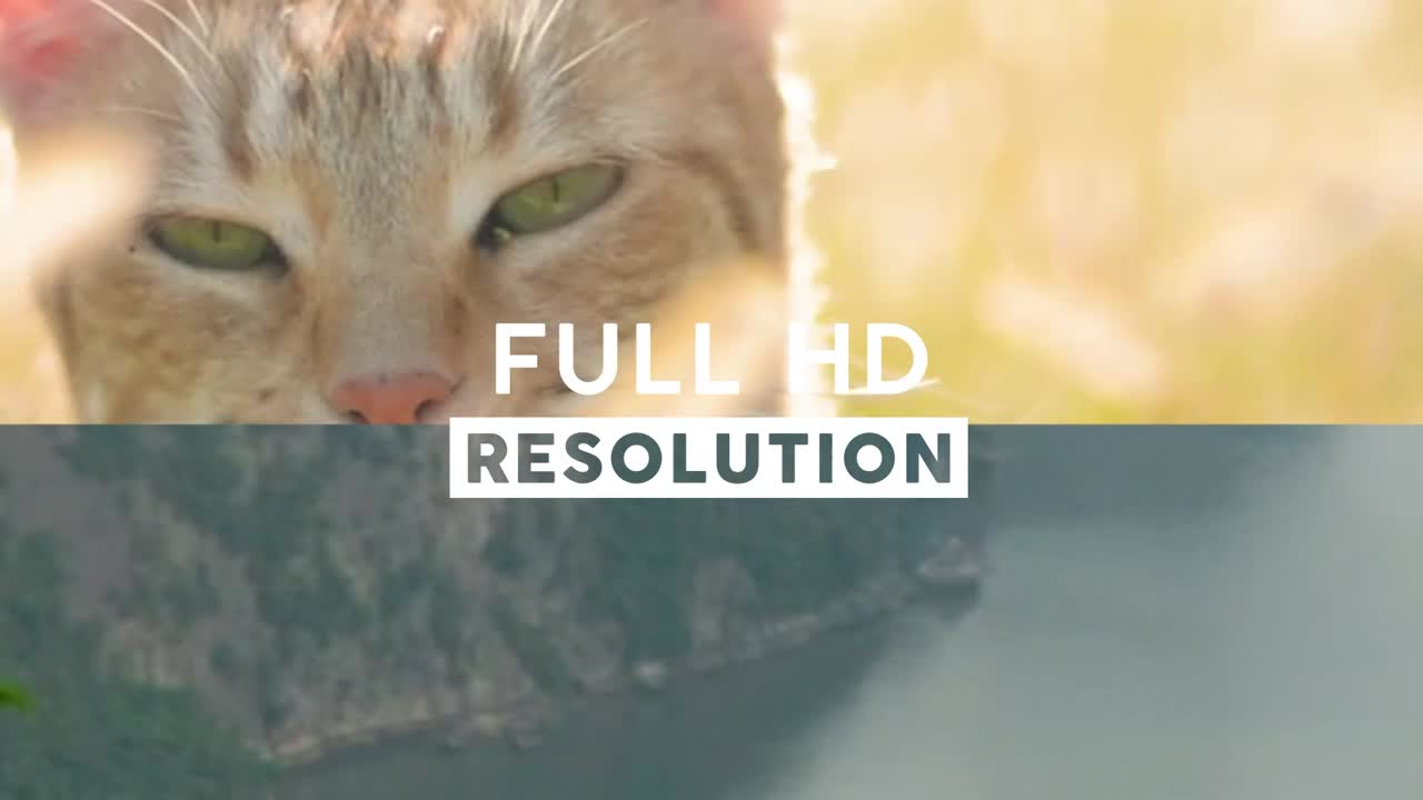 Ocean Turtle and Person with Laptop