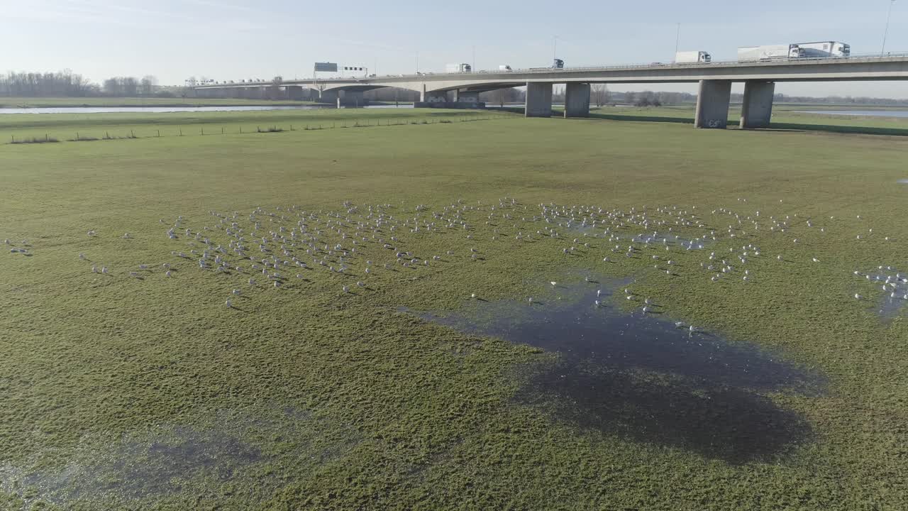 잔디 필드에 물가에 앉아 갈매기의 무인 항공기 샷
