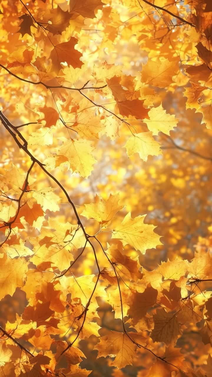 Vibrant autumn leaves in golden hues captured from a low angle, creating a warm, immersive video