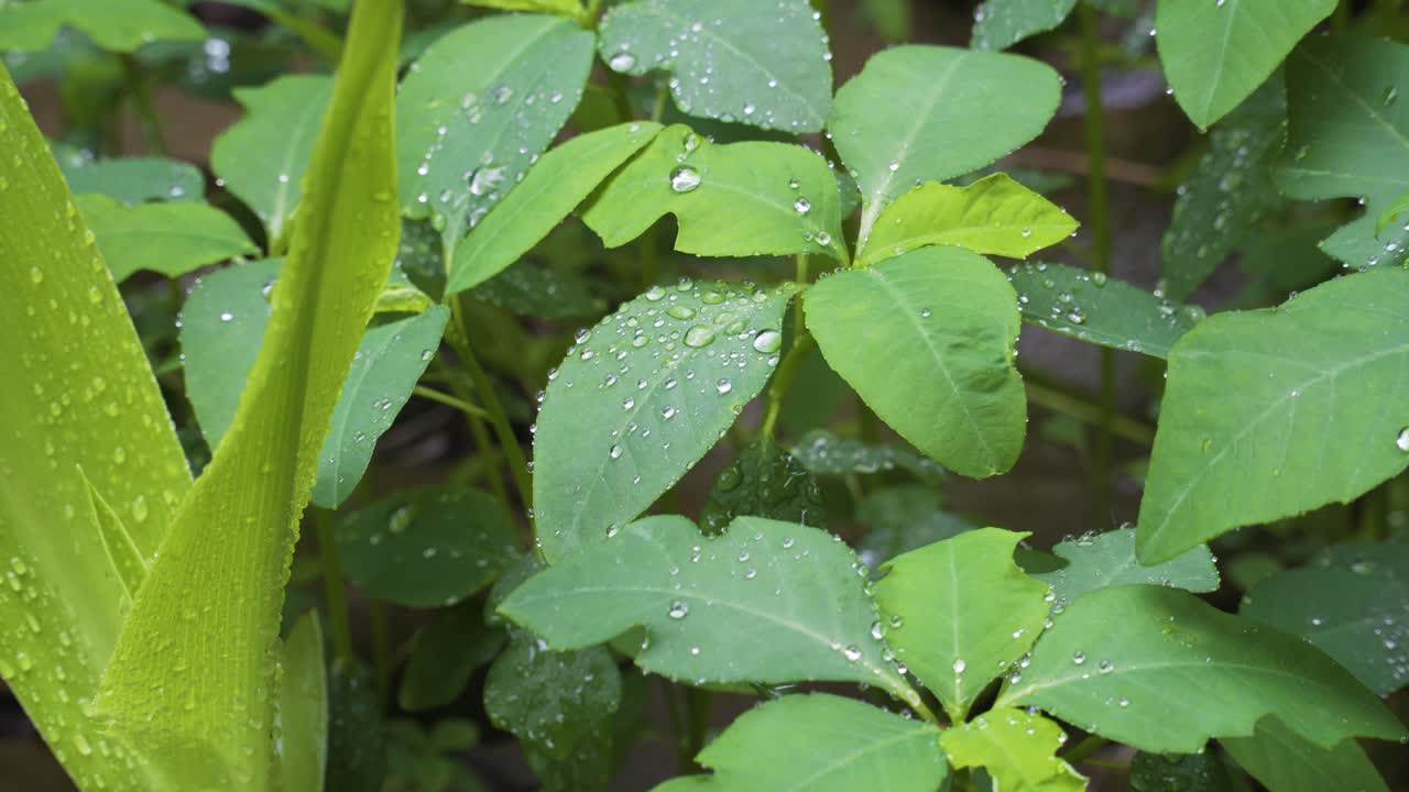 단일 빗방울이 무성한 녹색 잎, 실시간 장면, 정적 샷에서 떨어집니다.
